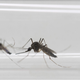 Illustration for article titled First Case of Female to Male Zika Virus Transmission Reported in New York